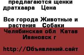 предлагаются щенки дратхаара › Цена ­ 20 000 - Все города Животные и растения » Собаки   . Челябинская обл.,Катав-Ивановск г.
